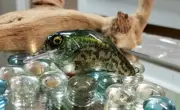 Ezs lures Custom WRAPPED CRANK ( Crappie)