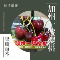 在飛比找蝦皮購物優惠-植得｜加州一號櫻桃🍒｜果樹苗木