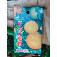 在飛比找蝦皮購物優惠-花巷-日本八房柑/柑橘品種/水果盆/7吋