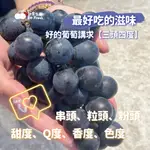 【舒果SOFRESH 預購】台灣彰化二林產銷履歷頂級溫室巨峰葡萄 (原箱/禮盒) 頂級巨峰 國產水果 含運