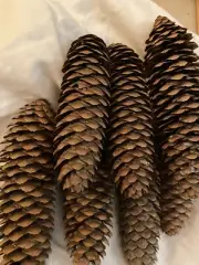 60 PINE CONES, 6” Crafts Holiday Farmhouse Rustic Decor Christmas large