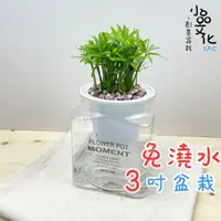 在飛比找蝦皮商城優惠-【小品文化】羅漢松【現貨】3吋糖果免澆水盆栽 懶人盆栽 觀葉