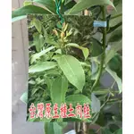 花囍園_香草水果苗—台灣原生種土肉桂--葉子可食用~土肉桂的用途多/4-7吋