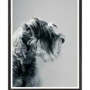 Galrie Captivating Canine Portrait - Black and White Dog Art Photography Print, Black Frame, 70 x 100cm (28 x 40inch)