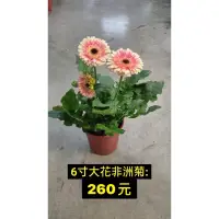 在飛比找蝦皮購物優惠-霏霏園藝6寸大花非洲菊: 260元