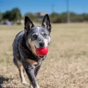 Kong Fetch/Treat Ball Extreme Bounce Small Petite approx 5.5cm diameter