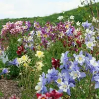 在飛比找蝦皮購物優惠-花と綠 夢幻草種子 mckana giants mixed 