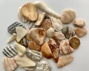 36 Natural Clam Shell smooth seashell frags beach jewelry cabs pebble art craft