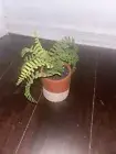 fake plant