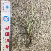 在飛比找蝦皮購物優惠-香花空氣鳳梨Tillandsia crocata＂giant