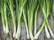 Bunching Onion, Tokyo Long White - Heirloom Vegetable by Life-Force Seeds