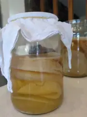 JUN TEA SCOBY - Green Tea And Honey Alternative To Kombucha