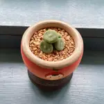 肉錐 毛餅CONOPHYTUM ERNSTII 'LILLIPUT' 日本進口 多肉植物 番杏科 石頭玉