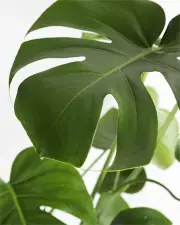 Monstera Deliciosa
