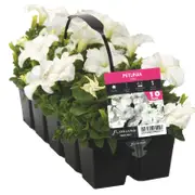 10 Cell Petunia White - Petunia x hybrida