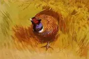 Metal Sign Thorburn Archibald A Cock Pheasant A4 12x8 Aluminium
