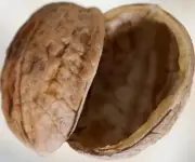 Walnut Shell Halves in Pairs Natural Arts & Crafts Supply, 1.5" - 1.6" inch long