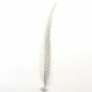 6" to 10" Silver Pheasant Tail Feather - Natural
