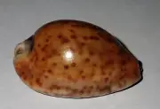 43 mm MEGA RARE Cypraea Trona Stercoraria Seashell RUSTY COLOURED HARLEQUIN #AA7