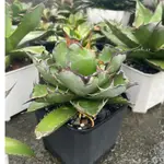 藍球嚴龍 對切繁殖 砍頭芽 籃球嚴龍 龍舌蘭 龍蛇蘭AGAVE