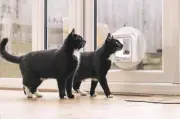 SureFlap Microchip CAT Door Connect & Hub. Wifi App Controlled Technology