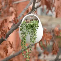 在飛比找樂天市場購物網優惠-陶瓷 小D型 鼓肚 吊瓶花盆 簡約 白色創意多肉植物