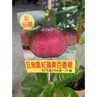 在飛比找蝦皮購物優惠-『宥植栽&果苗』巨無霸紅蘋果百香果