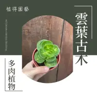 在飛比找蝦皮購物優惠-植得｜雲葉古木｜多肉植物