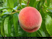 Buy Peach Anzac Fruit Trees (Prunus persica)