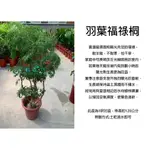 心栽花坊-羽葉福祿桐/富貴樹/裂葉福祿桐/1呎盆/觀葉植物/室內植物/綠化植物/售價1500特價1300