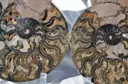1056xx RARE 1in100 BLACK Ammonite PAIR Deep Crystals 110myo FOSSIL XL 203mm 8.0"