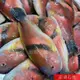 【海鮮7-11】 澎湖石佬魚   700-800克/隻 *宴客的上等食材,肉質細緻！ **單隻420元**