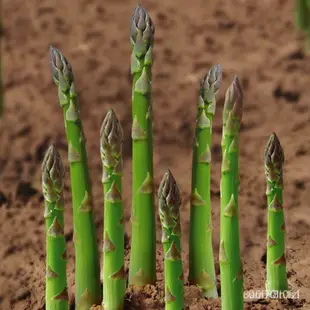 進口蘆筍種子 蘆筍種子 耐熱抗寒蔬菜種子 四季可種植 蔬菜種子