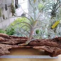 在飛比找蝦皮購物優惠-空氣鳳梨 Tillandsia albida 阿比達