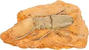 Alipis Insect Specimen Decoration for Teaching and Collecting Paleontological Insect Ornament Science Educational Accessory for Enthusiasts and Decor