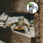 Fish Tank Decor Reptile Basking Climbing Platform Turtle Tank Platform