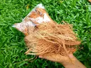 Coconut Husk Chips Organic Fiber Orchid Anthurium Growing 100% Clean s great