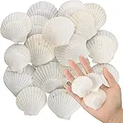 40PCS Natural Scallop Shells 1.4-2.4inch White Small Sea Shells for Real Seashells Shell Bulk Crafts Crafting for Ocean Party Home Decor Baking Cooking Beach Decoration DIY