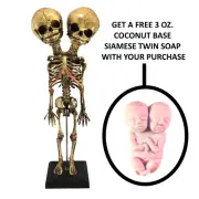 Aged Deluxe Double Head Siamese Twin Skeleton Medical Model Specimen Oddity