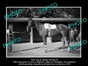 OLD POSTCARD SIZE PHOTO OF FAMOUS AUSTRALIAN RACE HORSE PHAR LAP IN NZ c1931 1