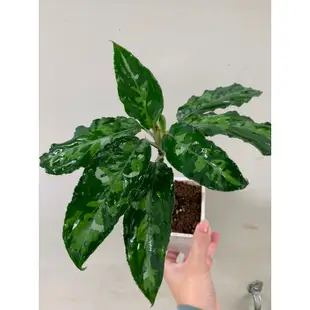 植管局｜迷彩粗肋草 三色顯色Aglaonema pictum tricolor 觀葉 雨林