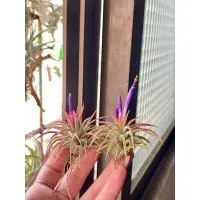 在飛比找蝦皮購物優惠-空氣鳳梨 華美露拉小精靈  Tillandsia ionan