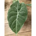 華森觀音蓮 ALOCASIA WATSONIANA