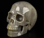Skullis 5.0" Petrified Crystal Skull, Hand Carved Gemstone Fine Art Sculpture, Reiki Healing Stone Statue.