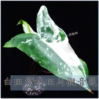 在飛比找蝦皮購物優惠-白斑紫柄斑馬觀音蓮 Alocasia Zebrina Bla