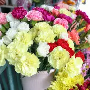 Carnation - Chabaud Giants Mixed seeds