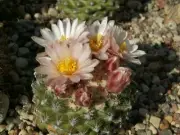 Pediocactus knowltonii FH 27.5 - 10 seeds, seeds - VERY RARE!
