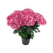 200mm Hydrangea Obsidian - Hydrangea macrophylla
