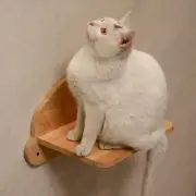 PETOMG Cat Wall Steps, Cat Shelf, Cat Ladder, Cat Walks| Rubber Wood