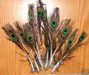 10 Peacock Feathers w Small Eyes 4-10" L Natural color / Uncut stems